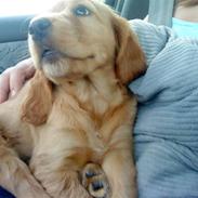 Cocker spaniel Mille 