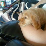 Cocker spaniel Mille 