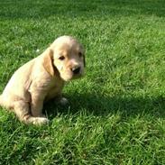 Cocker spaniel Mille 