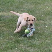 Labrador retriever Luna