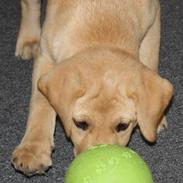 Labrador retriever Luna