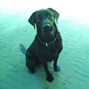 Labrador retriever Nando