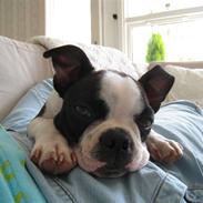 Boston terrier William Karlo