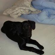 Blanding af racer molly