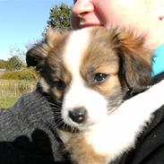 Blanding af racer Miina