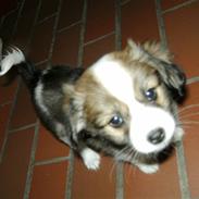 Blanding af racer Miina