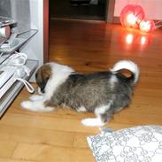 Blanding af racer Miina