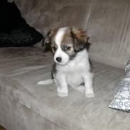 Blanding af racer Miina