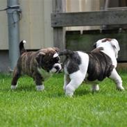 Olde english bulldogge spanger´s Babyface.(ATILA