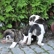 Olde english bulldogge spanger´s Babyface.(ATILA