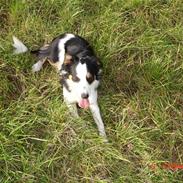 Border collie Tess