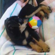 Dvaergpinscher Malou