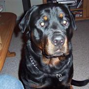 Rottweiler Gizmo R.I.P