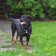 Rottweiler Gizmo R.I.P