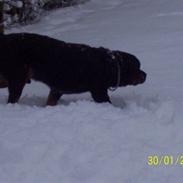 Rottweiler Gizmo R.I.P