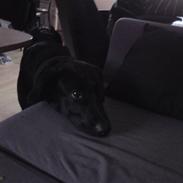 Blanding af racer Choice