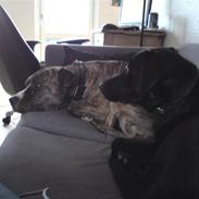 Blanding af racer Choice