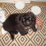 Pekingeser Houdini