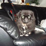 Pekingeser Houdini