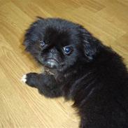 Pekingeser Houdini