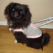 Pekingeser Houdini