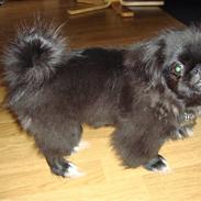 Pekingeser Houdini