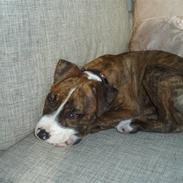 Amerikansk staffordshire terrier Boris