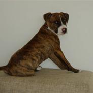 Amerikansk staffordshire terrier Boris