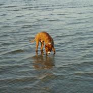 Amerikansk staffordshire terrier Boris
