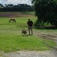 Amerikansk staffordshire terrier Boris