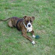 Amerikansk staffordshire terrier Boris