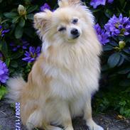 Pomeranian Maggie