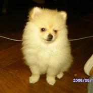 Pomeranian Maggie