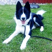 Karelsk bjørnehund Bjørn