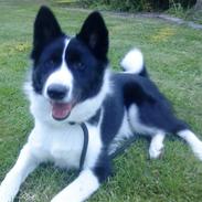 Karelsk bjørnehund Bjørn