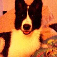 Karelsk bjørnehund Bjørn