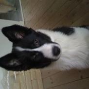 Karelsk bjørnehund Bjørn