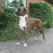 Blanding af racer Chiwas