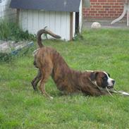 Blanding af racer Chiwas