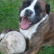 Blanding af racer Chiwas