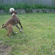 Blanding af racer Chiwas