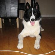 Karelsk bjørnehund Bjørn