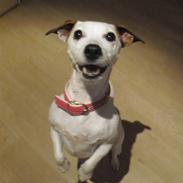 Jack russell terrier Rosa (Himmel hund)