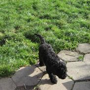 Mellempuddel Robin Hood