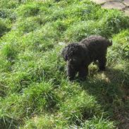 Mellempuddel Robin Hood