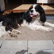 Cavalier king charles spaniel >>Charlie<<