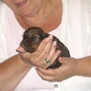 Dværggravhund Holger