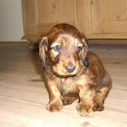 Dværggravhund Holger