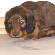 Dværggravhund Holger