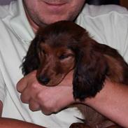 Dværggravhund Holger